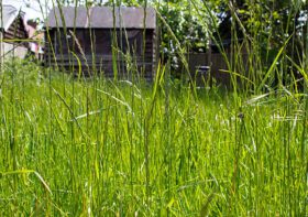 How to Fix a Patchy, Dry, or Overgrown Lawn the Right Way